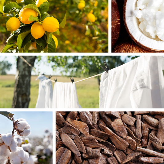 Fresh AF scent notes. Citrus, coconut fresh linen, cotton blossom, sandalwood.